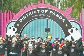 新一对大熊猫在华盛顿亮相，当地动物园园长：“宝力”和“青宝”赢得了我们的心图片