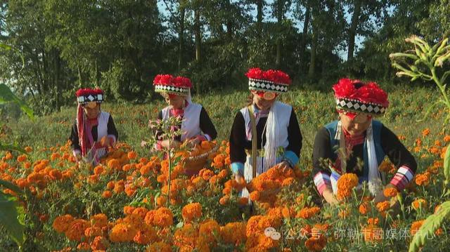 弥勒这花海美景又上线了！产值数千万元