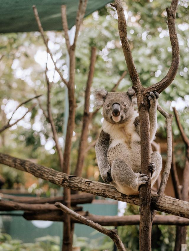 强化“度假”标签，昆士兰旅游局发布全新中文品牌
