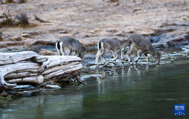 美丽中国丨穿越冰峰 遇见稻城亚丁