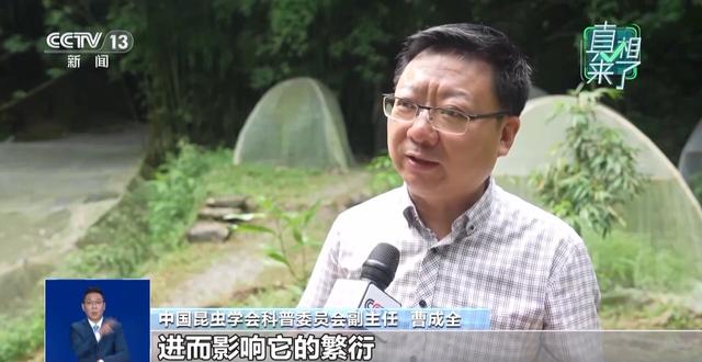 真相来了丨网传萤火虫濒临灭绝 是真的吗？