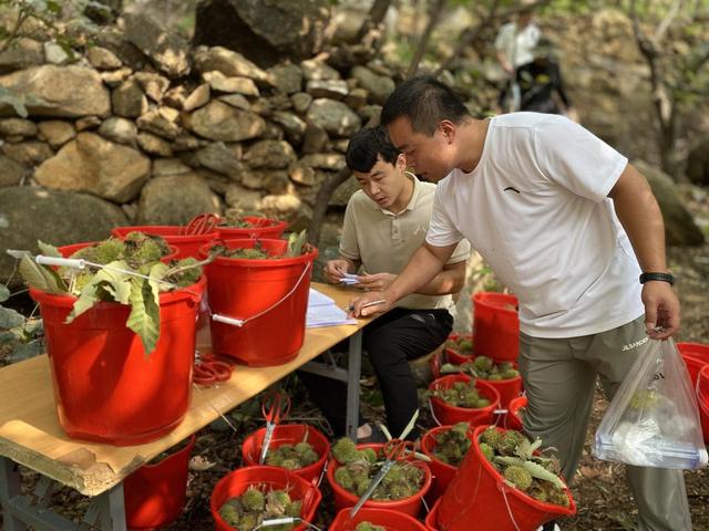 天蒙景区推出金秋板栗节，游客“获得感满满”