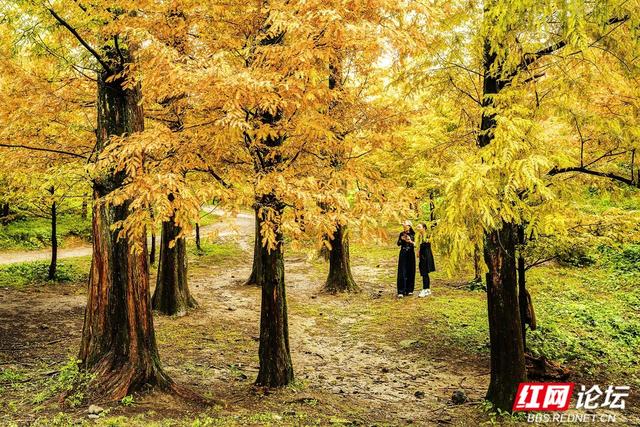 【每日一图@湖南】秋去冬来，赴一场怀化水杉林的红黄盛宴