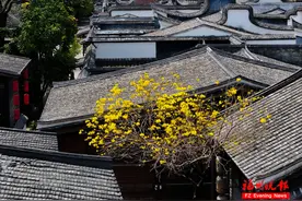 太美了！福州多处正盛放！地铁直达图片