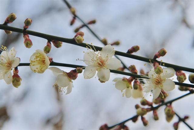 武汉东湖梅园将于元旦开园，名字含“梅”游客免费