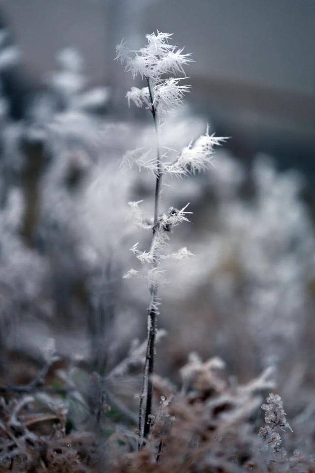 冬日限定！贵州的雾凇秘境藏不住了