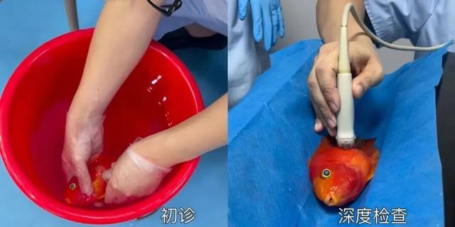 女子用胶水给受伤的蝴蝶粘上新翅膀，仅用5分钟，蝴蝶重返天空