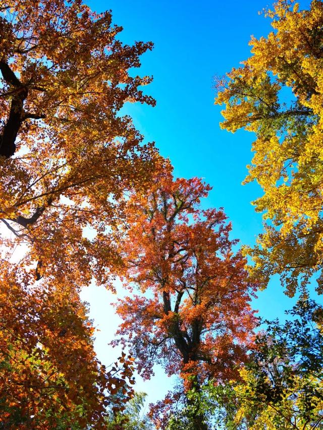 来建宁！去有“枫”的地方