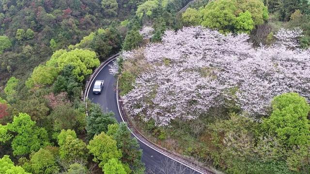美丽农村路｜一半海水一半山，滨海“1号公路”的生态宜居画卷