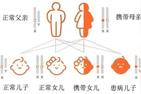 智力低下、自闭症，竟是因为染色体变“脆”了图片