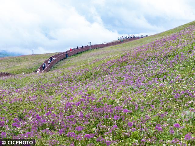花开成海景色美