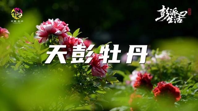 从山野到庭院，解锁“天彭牡丹”城市IP的“彭州路径”