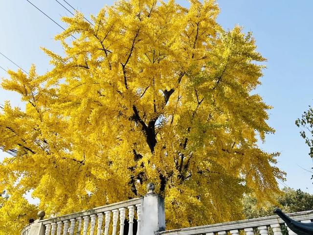 私藏！奉贤的秋，美到封神