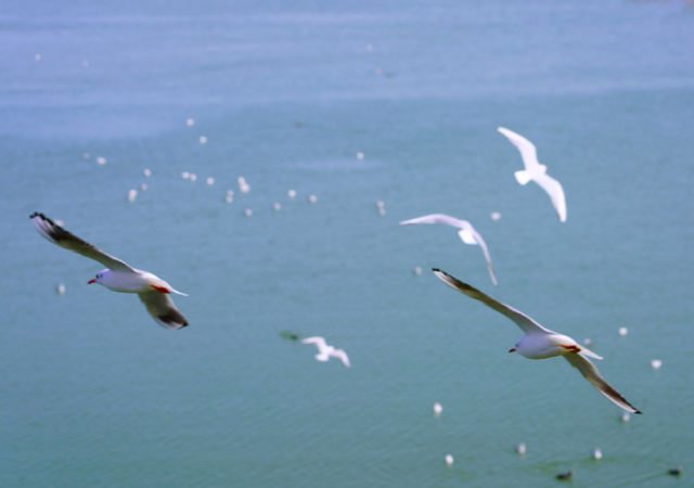 这份“河南冬日色卡”，每一帧都是壁纸