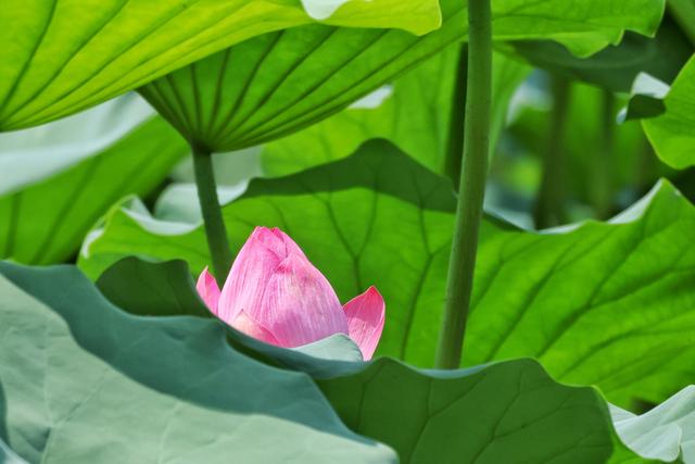 大暑时节圆明园荷花盛放 蜻蜓水鸟共绘“清凉图卷”