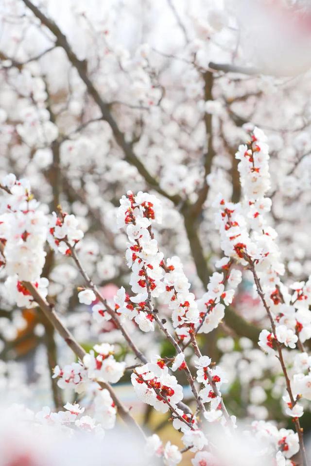 快来看！山东的杏花也太会开了