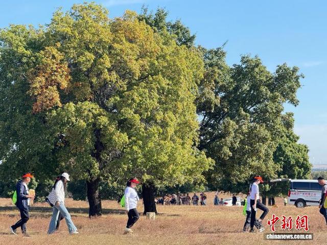 “枫”从草原来 万名游客共赴兴安盟赏五角枫林