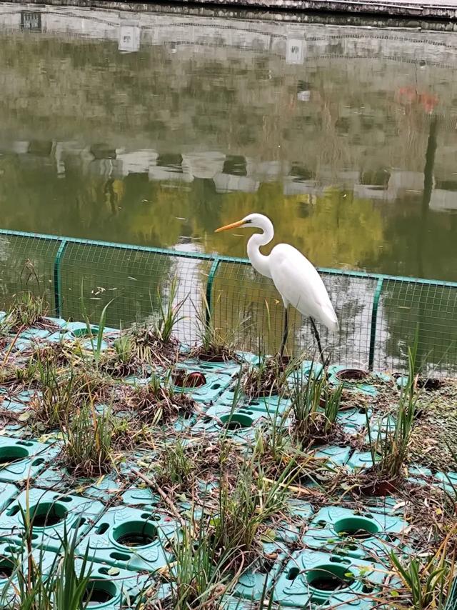 大白鹭现身!寒潮来临前,到环城公园赴一场暖冬之约~