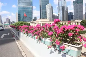 高架上的三角梅，已进入最佳观赏期啦图片