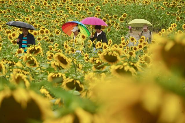 游客雨中漫步芸上梯田，感受别样秋意
