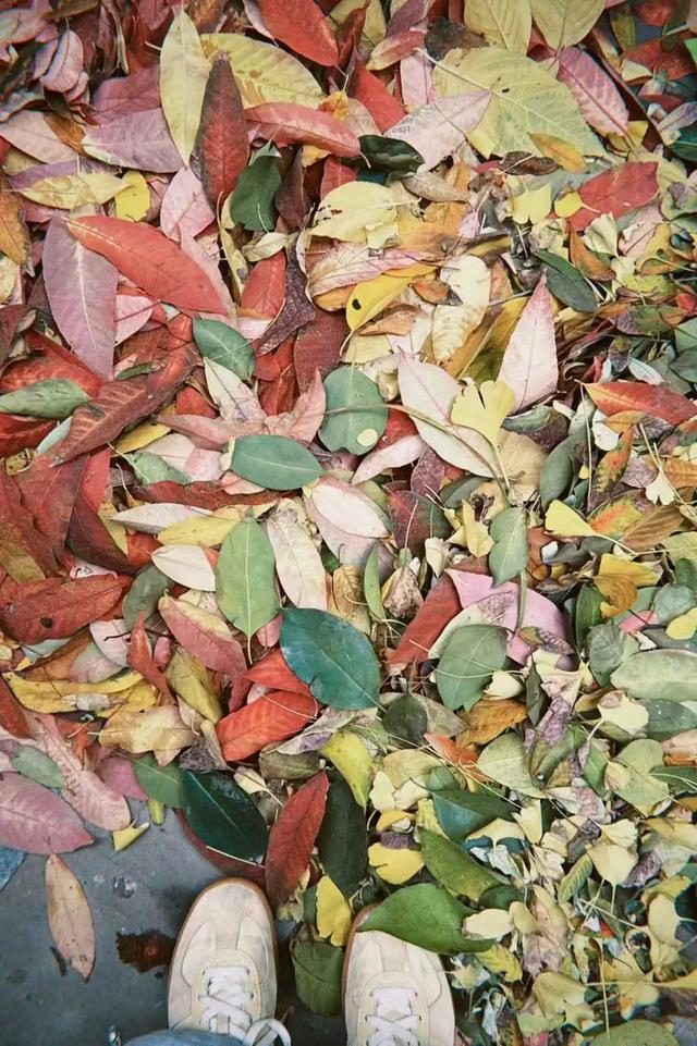 落叶缓扫点位公布!碑林这几片“落叶地毯”等你来打卡