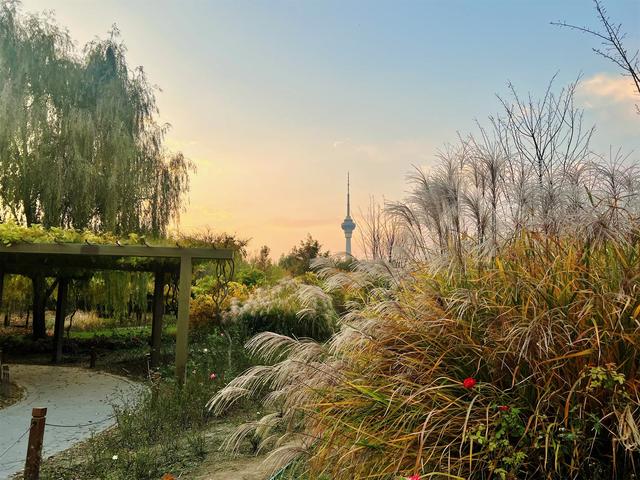 彩叶变色率超85%，玉渊潭公园推出四大赏秋打卡点位