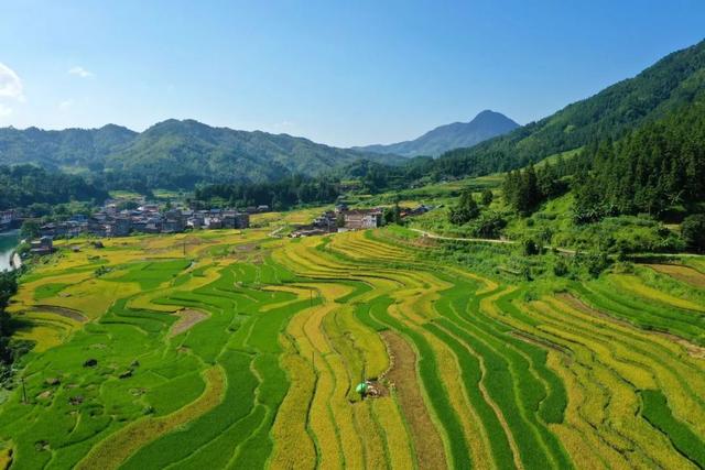 高清壁纸丨苗寨梯田“丰”景美