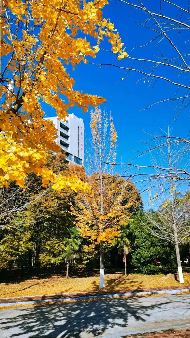 这6个淮南银杏绝美打卡地！码住刷爆朋友圈！