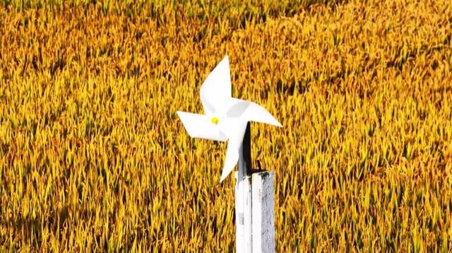 美哭！扬州稻田绝美秋景别错过～