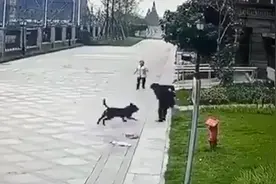 深读｜我国每年约4000万人被猫狗咬伤，“狗咬人”咋就管不住？图片