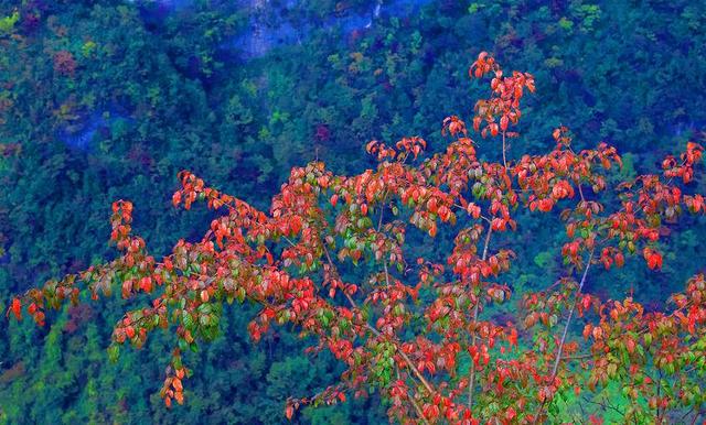 鹤峰中营：红红水杉醉冬阳