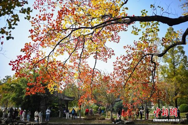 秋景迷人眼 南京莫愁湖色彩斑斓诗意浓