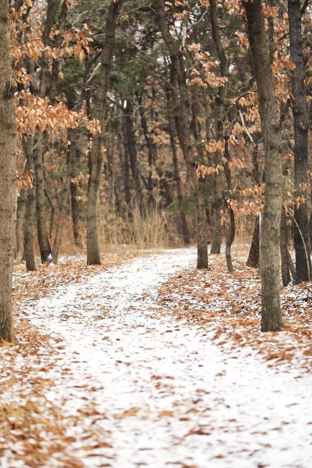 雪后的日照，美成水墨画！附最新闭园公告！