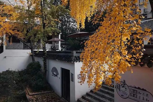 这6个淮南银杏绝美打卡地！码住刷爆朋友圈！