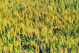 新华视点｜夏收正当时图片