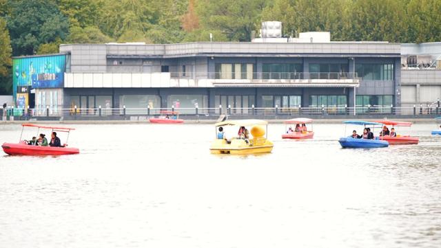 难得一见！桂花樱花同框，演绎秋日浪漫氛围