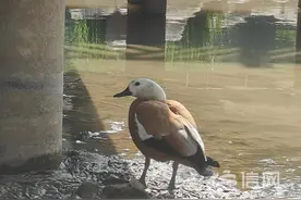 浮山森林公园添“新景” 国家二级保护动物赤麻鸭来做客图片
