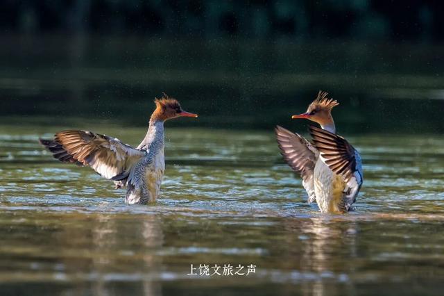 赶紧收藏！上饶冬天真正的“顶流”是它们！这些观鸟地你准备什么时候来？