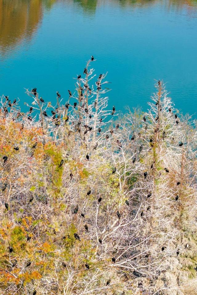东湖冬日必打卡！观“雪”景、赏秋色、追落日！