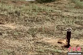 国家一级保护动物虎鼬现身宁夏白芨滩图片