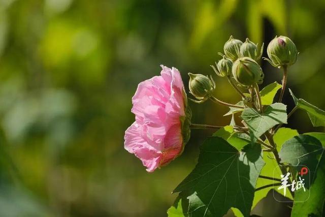盛花期！流花湖畔迎来“冬日浪漫”！