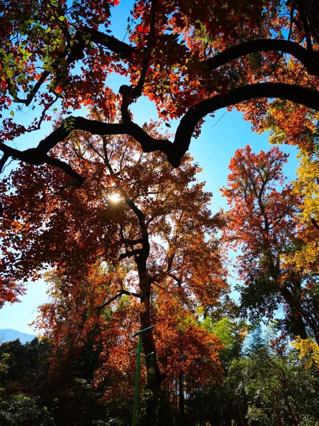 来建宁！去有“枫”的地方