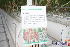 我与机器人“工友”搭档干活图片