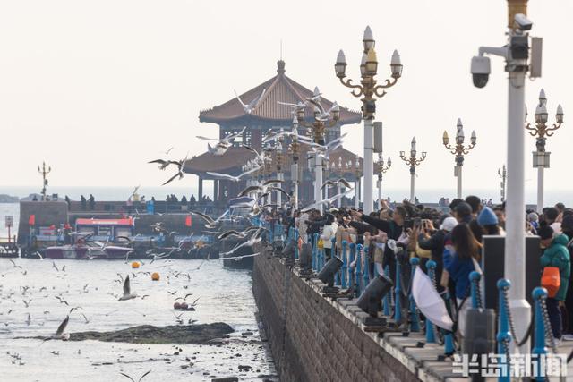 栈桥赏鸥已开始进入最佳观赏期！