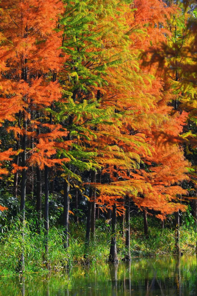 杉树红了！魔都藏着绝美水上森林→