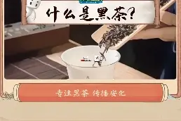 安化黑茶科普：什么是黑茶？丨时小刻说黑茶图片