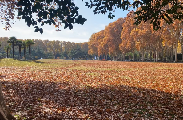 秋冬拍照超出片！郑州5个观赏水杉的好去处→