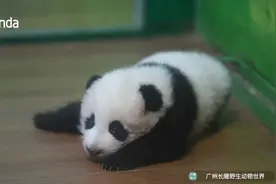 四肢各有各的“想法” 小团子学走路场面一度混乱图片