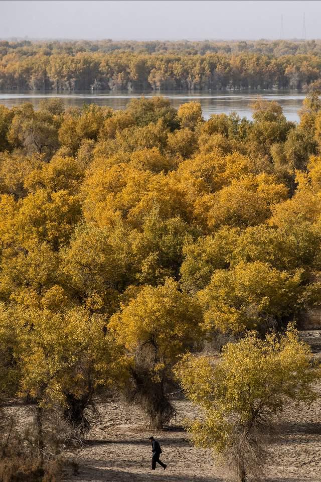 新疆沙雅：金秋邂逅“醉”美胡杨 470万亩金色林海迎观赏佳期