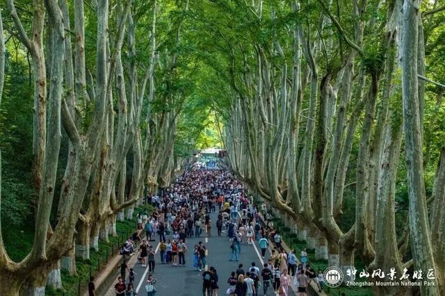 南京梧桐大道限定“皮肤”上线 ， 出片机位再升级